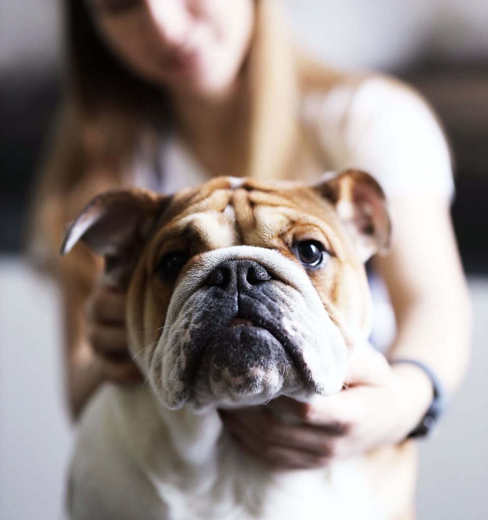 A woman sitting on a couch, gently holding a bulldog in her arms.