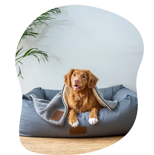 A cute dog relaxing on a grey dog bed.