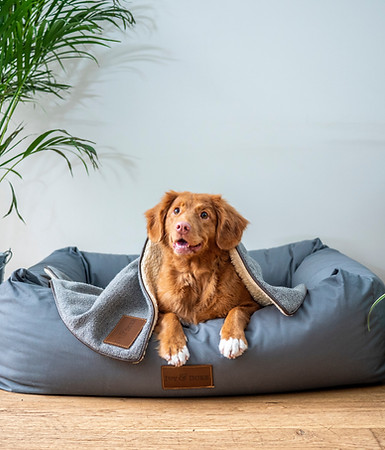 Happy brown Nova Scotia Duck Tolling Retriever dog tucked into a large gray dog bed with a matching blanket.
