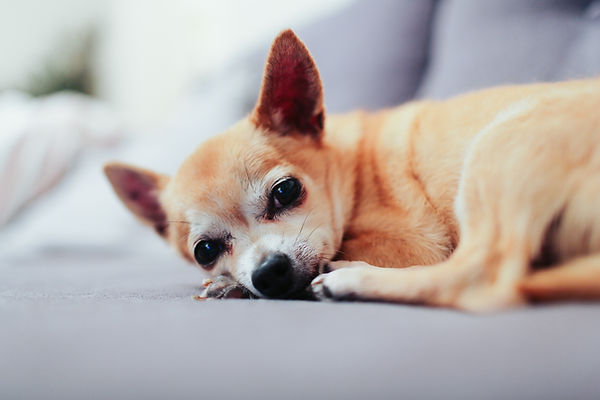 Close-up of a small tan and white Chihuahua dog resting quietly on a gray couch or blanket.